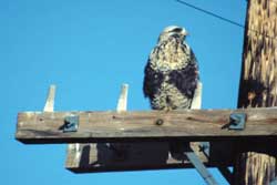 rough legged hawk